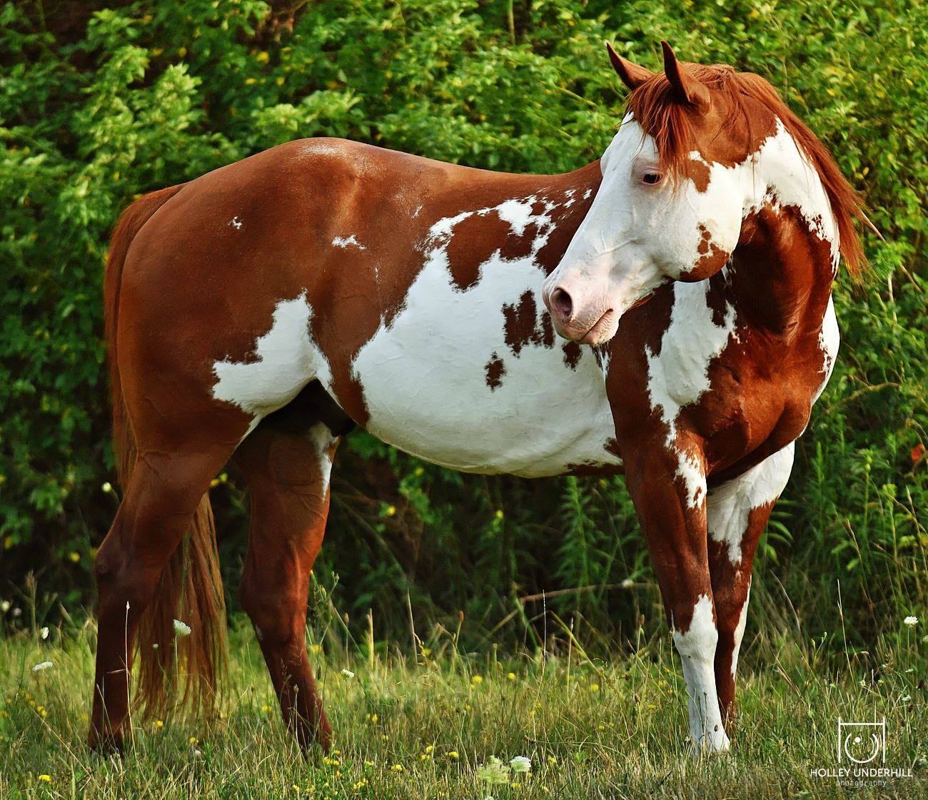 Paint Stallion Holley Underhill Equine Photography, New York